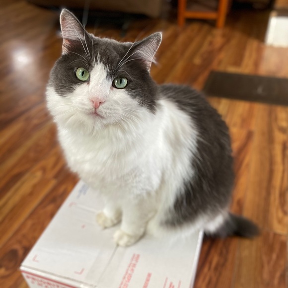 Meet your Posher, Renee - Picture 2 of 3